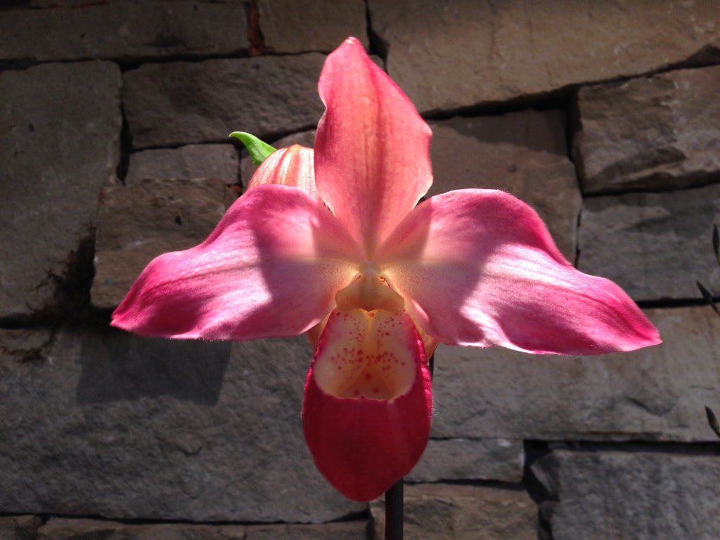 Orchid Show Season