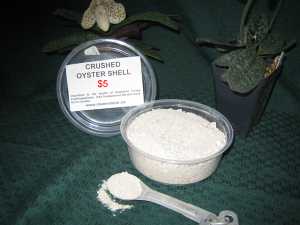 Crushed Oyster Shell - Ravenvision Orchid Supplies